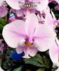 Phal. schilleriana